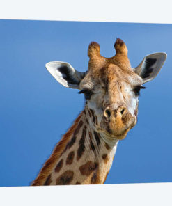 Giraffe, Masai Mara Game Reserve, Kenya
