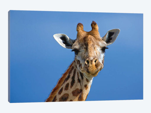 Giraffe, Masai Mara Game Reserve, Kenya