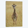 Baby Masai Giraffe, Masai Mara Game Reserve, Kenya