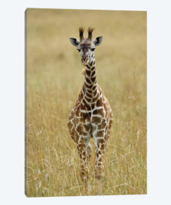 Baby Masai Giraffe, Masai Mara Game Reserve, Kenya
