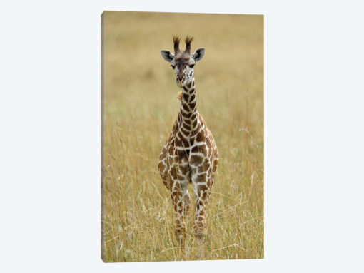 Baby Masai Giraffe, Masai Mara Game Reserve, Kenya