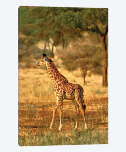 Juvenile Giraffe, Tarangire National Park, Tanzania
