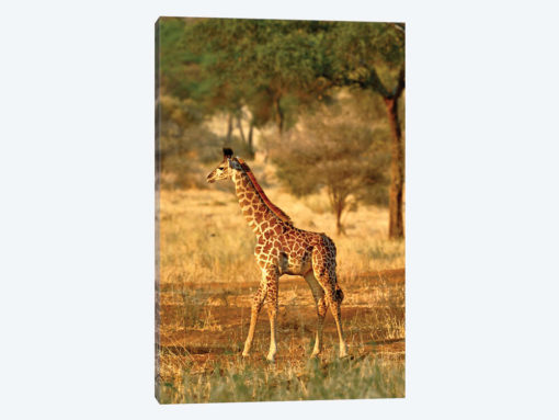 Juvenile Giraffe, Tarangire National Park, Tanzania