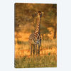Juvenile Giraffe, Tarangire National Park, Tanzania