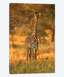 Juvenile Giraffe, Tarangire National Park, Tanzania