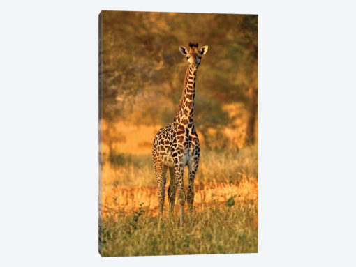Juvenile Giraffe, Tarangire National Park, Tanzania