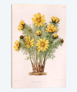 Adonis Vernalis (Pheasant's Eye)