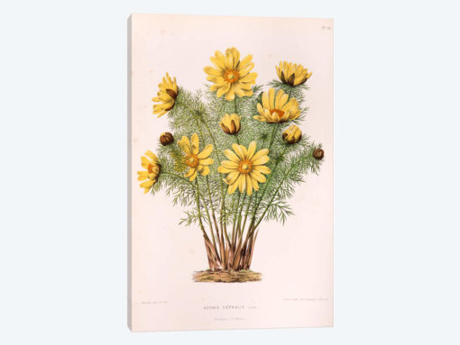 Adonis Vernalis (Pheasant's Eye)