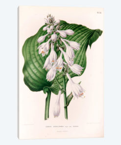 Funkia Sieboldiana (Plantain Lily)