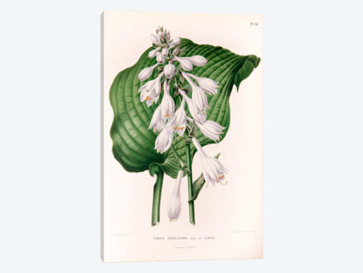 Funkia Sieboldiana (Plantain Lily)