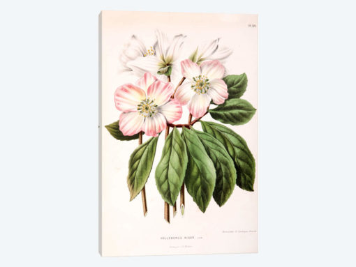 Helleborus Niger (Christmas Rose)