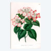 Hydrangea Japonica