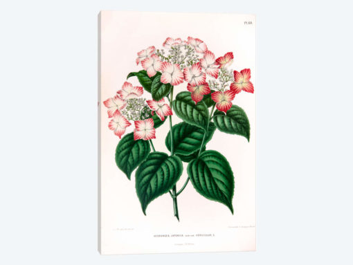 Hydrangea Japonica