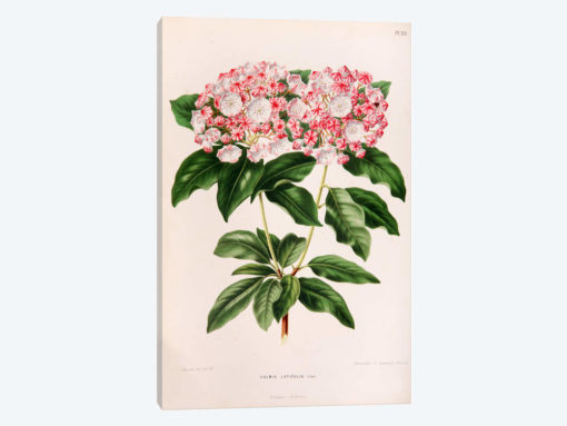 Kalmia Latifolia (Mountain Laurel)
