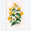 Kerria Japonica (Pleniflora)