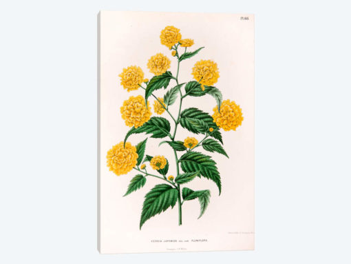 Kerria Japonica (Pleniflora)