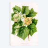 Liriodedron Tulipifera (Tulip Tree)