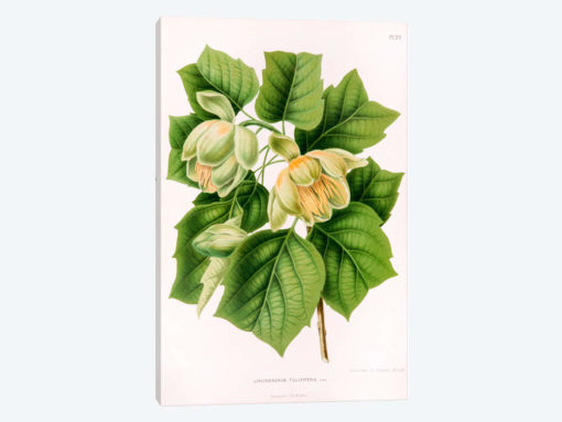 Liriodedron Tulipifera (Tulip Tree)
