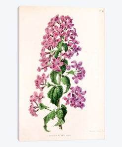 Lunaria Biennis (Biennial Honesty)