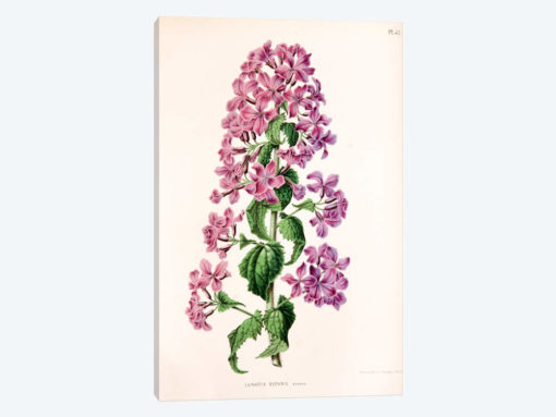Lunaria Biennis (Biennial Honesty)