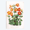 Mimulus Luteus (Monkey Musk)
