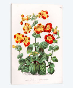 Mimulus Luteus (Monkey Musk)