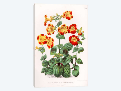Mimulus Luteus (Monkey Musk)
