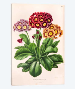 Primula Auricula (Bear's Ear)