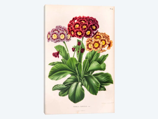 Primula Auricula (Bear's Ear)