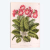 Primula Cortusoides (Cortusa Primrose)