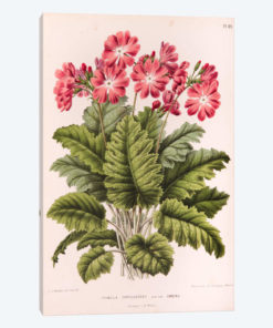 Primula Cortusoides (Cortusa Primrose)