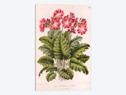 Primula Cortusoides (Cortusa Primrose)