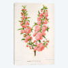 Amygdalus Nana (Dwarf Russian Almond)