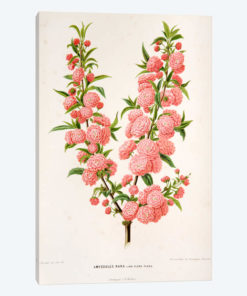 Amygdalus Nana (Dwarf Russian Almond)