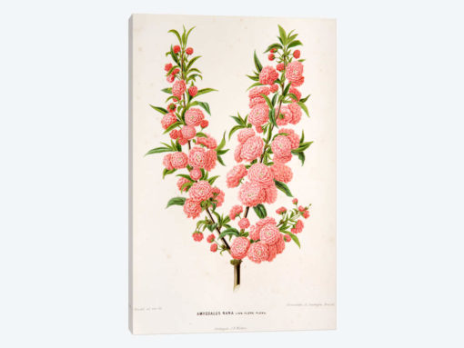 Amygdalus Nana (Dwarf Russian Almond)