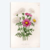 Pyrethrum Roseum (Painted Daisy)