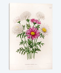 Pyrethrum Roseum (Painted Daisy)