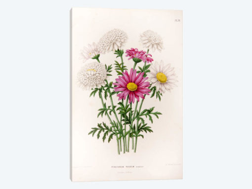 Pyrethrum Roseum (Painted Daisy)