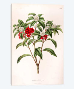 Skimmia Japonica