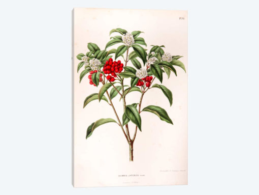 Skimmia Japonica