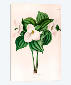Trillium Grandiflorum (Great White Trillium)