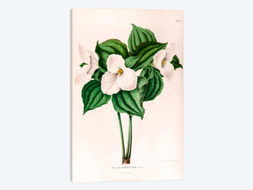 Trillium Grandiflorum (Great White Trillium)