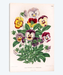 Viola Tricolor (Love-In-Idleness)