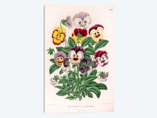 Viola Tricolor (Love-In-Idleness)