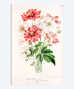 Anemone Japonica