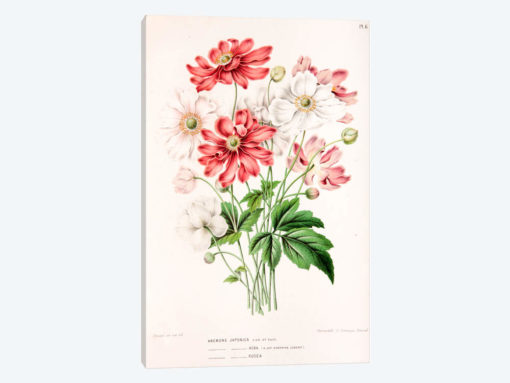 Anemone Japonica