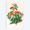 Asclepias Tuberosa (Butterfly Weed)