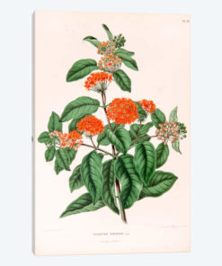 Asclepias Tuberosa (Butterfly Weed)