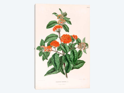 Asclepias Tuberosa (Butterfly Weed)