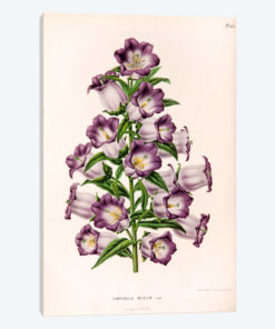 Campanula Medium (Canterbury Bells)